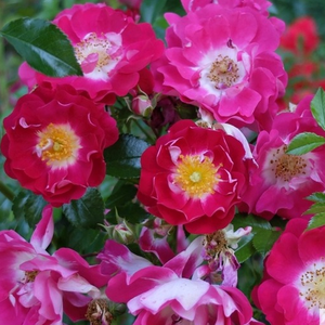 Fioletowo-różowy - róże okrywowe